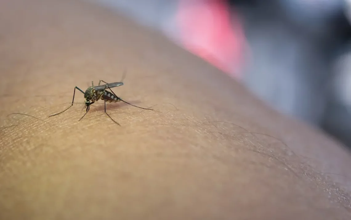 combate à dengue