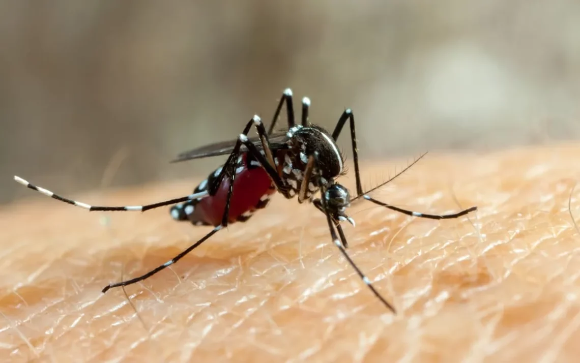 dengue hemorrágica, doença transmitida pelo mosquito Aedes aegypti, imunizante contra a dengue, vacina contra a doença