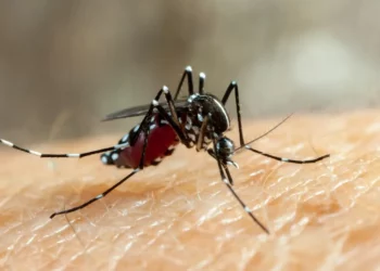 dengue hemorrágica, doença transmitida pelo mosquito Aedes aegypti, imunizante contra a dengue, vacina contra a doença