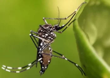 arboviroses, doença transmitida pelo mosquito Aedes aegypti;