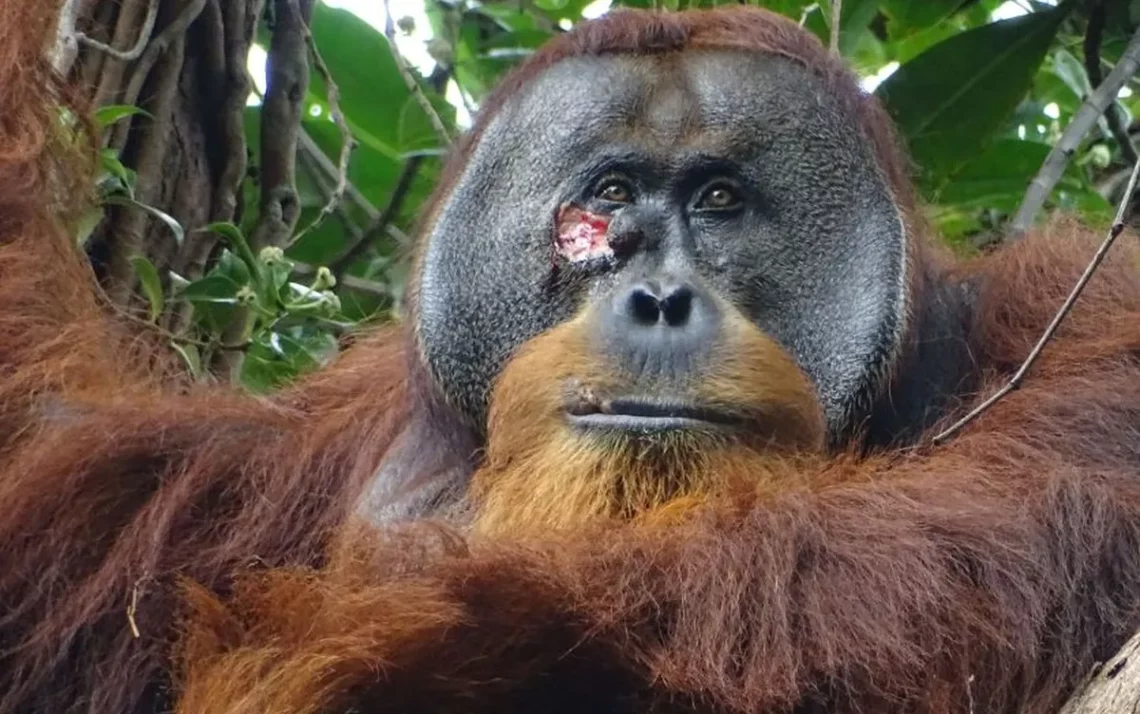 sumatran, orangutan