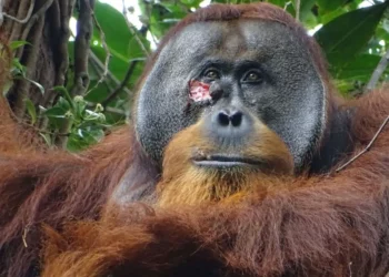 sumatran, orangutan