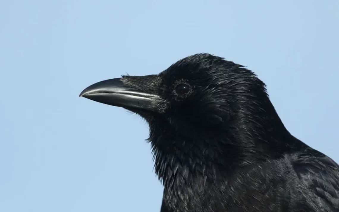 pássaros, aves, criaturas;