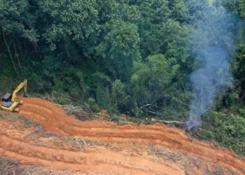 bioma, floresta Atlântica, áreas protegidas;