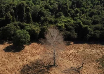 floresta, tropical, maior, floresta do, mundo;