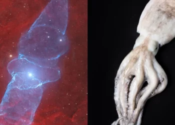 nebulosa conhecida como Lula Gigante;