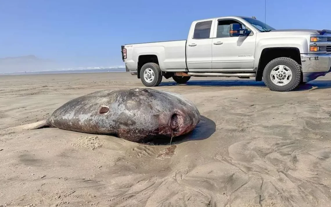 peixe-sol, Mola, mola;