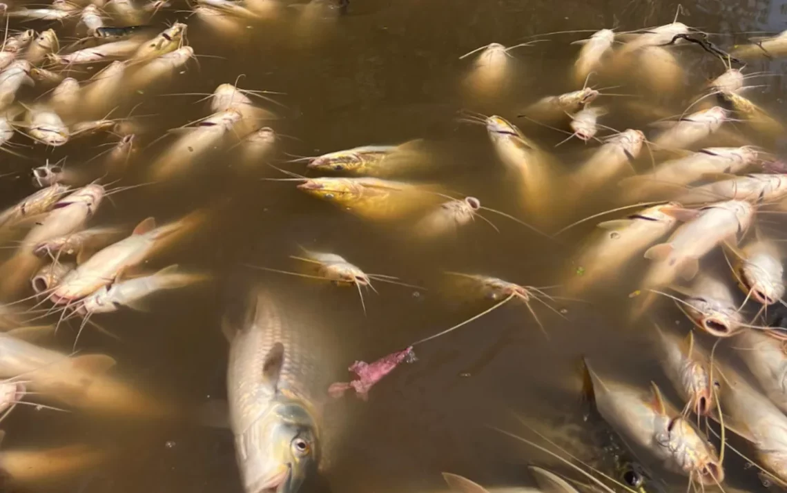 peixes mortos, rio interior de SP;