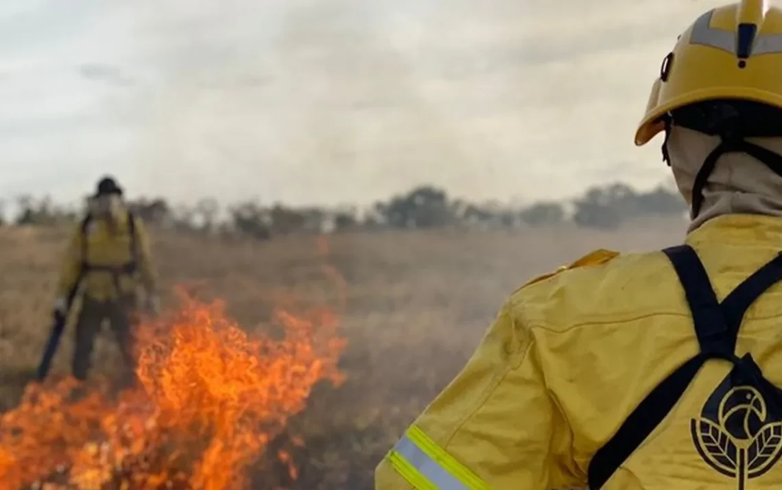 profissionais de combate, profissionais a incêndios, trabalhadores florestais;