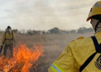 profissionais de combate, profissionais a incêndios, trabalhadores florestais;