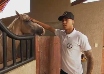 animais, bichos, potro, garanhão, égua;