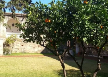 frutas, árvores-frutíferas, pomar, jardim, horta;