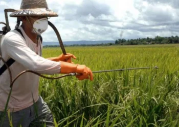 produção, agrícola,segurança, alimentar;