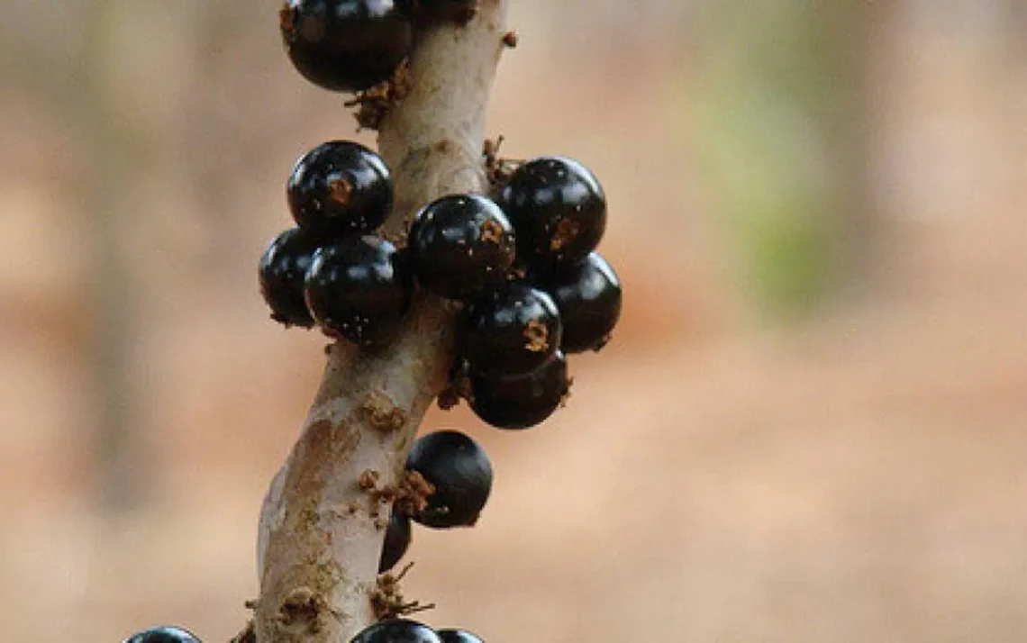 glicemia, açúcar, no sangue;