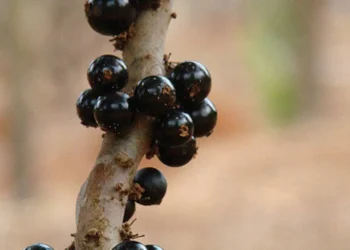 glicemia, açúcar, no sangue;